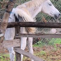 Fattrice linea salto gravida