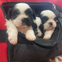 Cuccioli shitzu