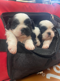 Cuccioli shitzu
