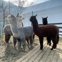 Alpaca