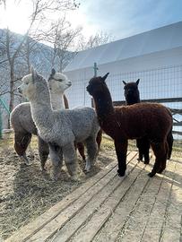 Alpaca