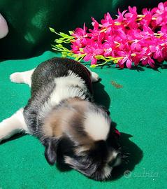 Cuccioli di Shihtzu
