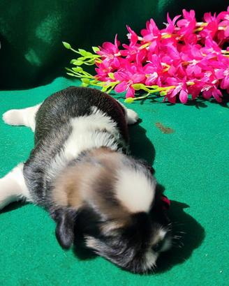 Cuccioli di Shihtzu