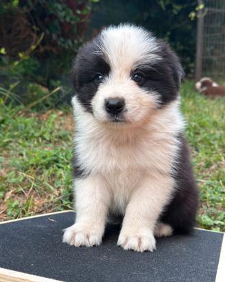 Border Collie
