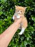 gattino-persiano-x-certosino-