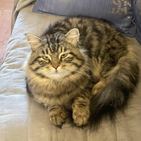 Siberiano per accoppiamento no vendita