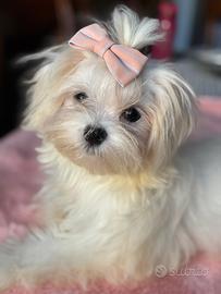 Cuccioli di maltese con Pedigree ENCI