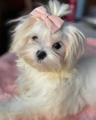 Cuccioli di maltese con Pedigree ENCI