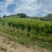 Cerchi un Terreno con vigneto?