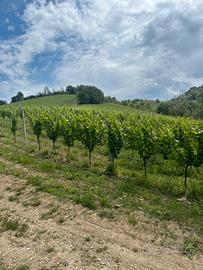 Cerchi un Terreno con vigneto?