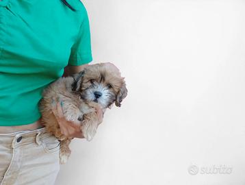 maschio di maltipoo 