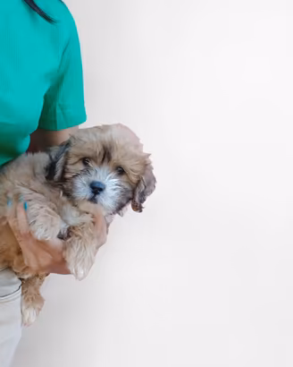 maschio di maltipoo 