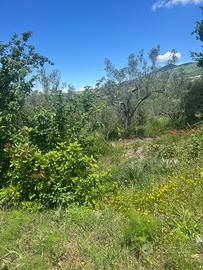 Terreno a Sessa Aurunca 4 Moggi circa