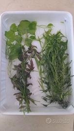 Lotto Potature compreso spedizione + omaggi