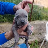Cuccioli pitbull