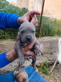 Cuccioli pitbull