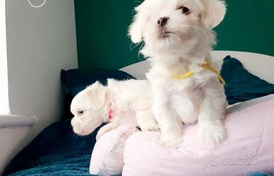 Cuccioli di maltese solo maschi