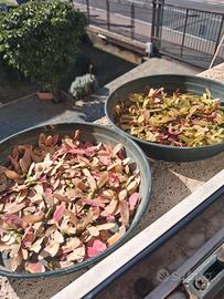 acer japonicum aceri giapponesi 350 semi euro 10