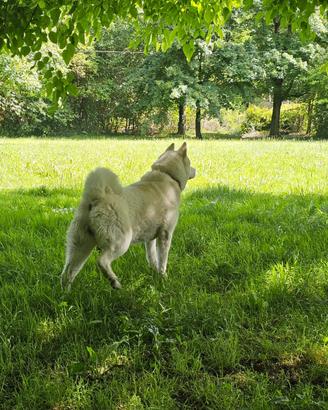 Akita Americana per accoppiamento