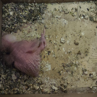 Pappagallo ondulato giorni 3