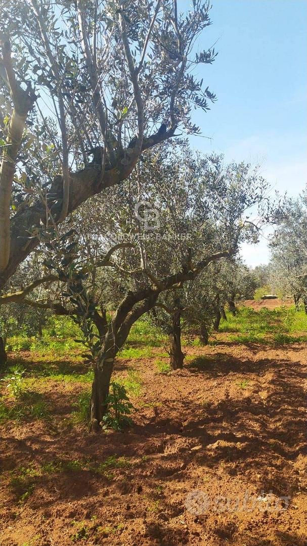 Terreno agricolo - Mesagne - Vista 2