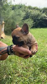 Bouledogue francesi