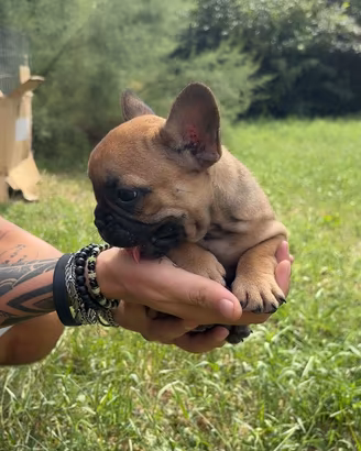 Bouledogue francesi