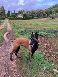 Malinois Pastore Belga splendida cucciolata