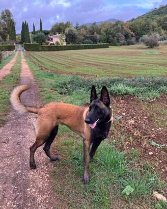 Malinois Pastore Belga splendida cucciolata