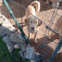 Cane maschio tg media