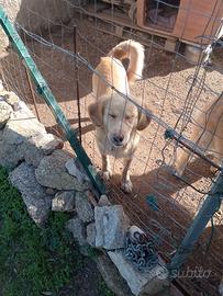 Cane maschio tg media