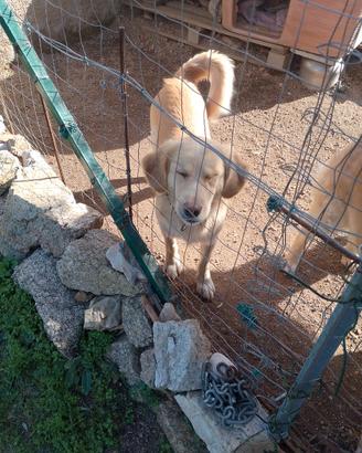 Cane maschio tg media