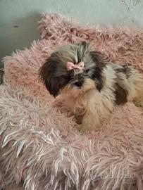 cuccioli Shitzu 