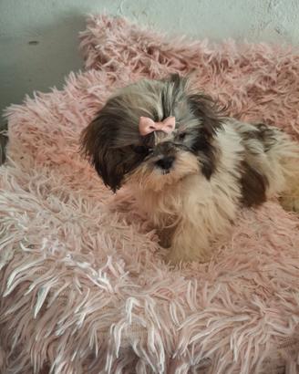 cuccioli Shitzu 