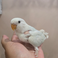 Inseparabili e cocorite allevate a mano