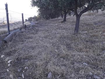 Terreno Agricolo