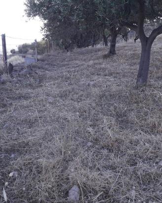 Terreno Agricolo