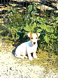 Cuccioli jack russel