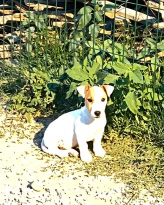 Cuccioli jack russel