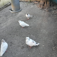 Piccioni giovani e adulti