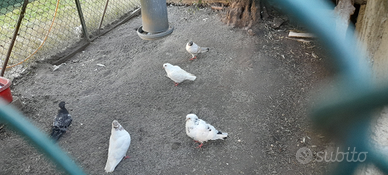 Piccioni giovani e adulti