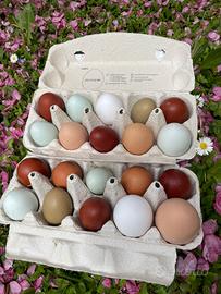 Uova galline Araucana, Legbar, Oliver, Marans