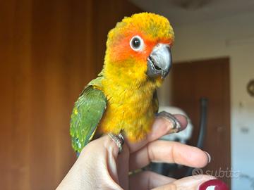 Conuro del Sole allevato a mano