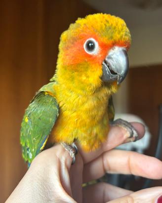 Conuro del Sole allevato a mano
