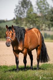 Stagione di monta 2026