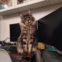 Maine Coon