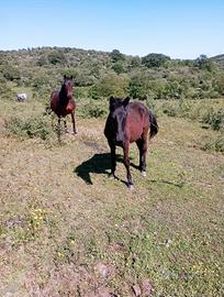 Puledra maremmana tolfetana