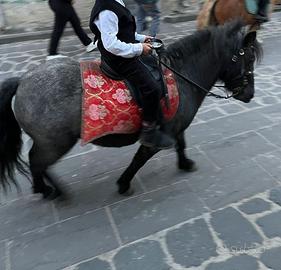 Permuto pony femmina, con cavallino più alto
