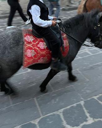 Permuto pony femmina, con cavallino più alto