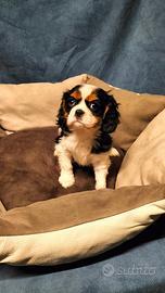 Cavalier king